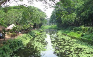 Une forêt tropicale  foisonne à Manille entre  dépotoir et bidonville