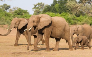 ​Les éléphants du Botswana, ressource pour les uns, nuisance pour les autres