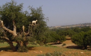 ​Une quinquagénaire se donne la mort à Essaouira