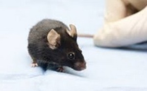 ​Réactiver la mémoire perdue chez des  souris avec la lumière