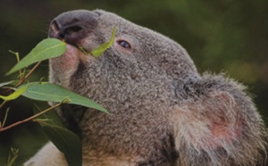 ​Déclaration du koala espèce vulnérable