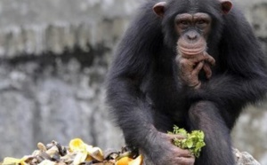 ​Les chimpanzés, apprentis cuisiniers sans fourneaux