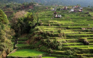 ​Les rizières en terrasses des Philippines face aux périls de la modernité