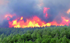 Protection et valorisation du domaine forestier