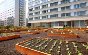 ​Sur les toits de Paris, des chefs cuisiniers plantent leurs potagers