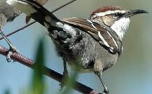 Des éléments clés du langage humain trouvés dans le babillage des oiseaux