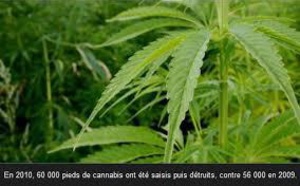 Le cannabis a une efficacité  thérapeutique limitée