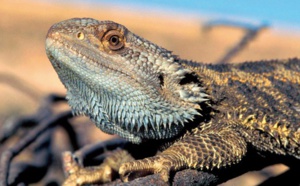 Des lézards changent de sexe sous les yeux des scientifiques