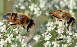 La disparition des abeilles pourrait causer plus d'un million de morts par an dans le monde