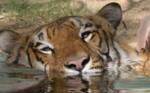 Le tigre se meurt dans la plus vaste mangrove de la planète