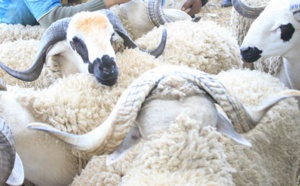 Aïd Al-Adha : 5,8 millions de têtes d'ovins et de caprins identifiées