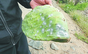 La cochenille du cactus ne représente  aucun danger pour la santé humaine