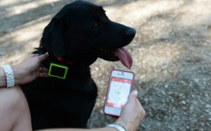 Chiens et chats sous surveillance avec des objets connectés