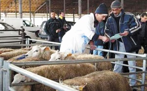 Le rituel du sacrifice du mouton fait débat en Belgique