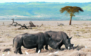 Un «tueur» pour protéger les rhinocéros du parc Kruger en Afrique du Sud