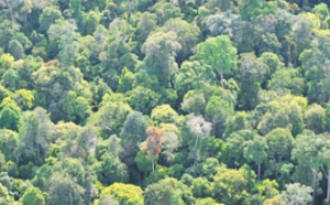 Les forêts tropicales en danger