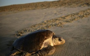 Insolite : Oeufs de tortues