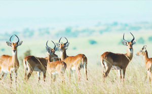 Les antilopes se sentent dans leur milieu naturel à Safia