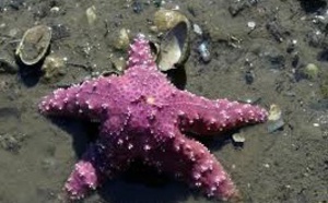 L'étoile de mer américaine, victime du changement climatique