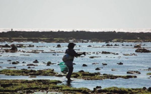 Cueillette des algues marines à El Jadida : Une importante activité génératrice de revenu