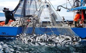 Port de Tarfaya: Légère hausse des débarquements de pêche à fin août (ONP)