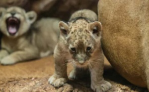 Naissance d'un lionceau de l'Atlas au Jardin zoologique de Rabat