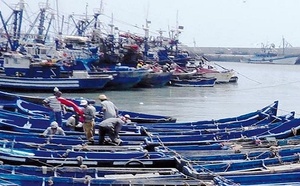 Port de Tan-Tan: Chute de 41% des débarquements de poissons à fin septembre