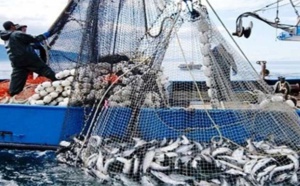 Port d’Essaouira : Hausse de 49% des débarquements de pêche à fin septembre (ONP)