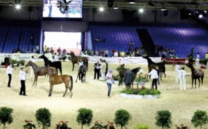 Le Salon du cheval 2015 d'El Jadida a tenu toutes ses promesses