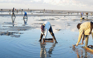 Dakhla: interdiction de la récolte et de la commercialisation des huîtres issues de la zone conchylicole Duna Blanca