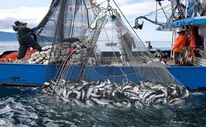 Industrie de la pêche : Un CA à l’export avoisinant 31 MMDH en 2023