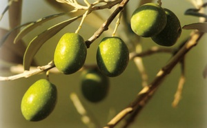 ​Journées de sensibilisation et de formation  pratiques au profit des professionnels de l’olive