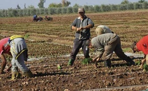 Taza : Plus de 45.000 agriculteurs bénéficient de la protection sociale