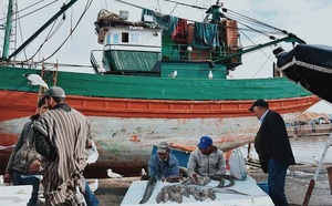 Port de Tan-Tan :  Chute de 45% des débarquements de la pêche côtière et artisanale en 2024