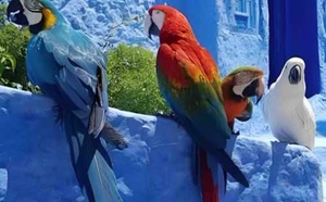 La saisie de perroquets à Chefchaouen a été menée conformément à la loi