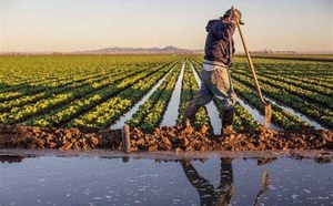 Effets bénéfiques des récentes pluies sur l'agriculture et les ressources hydriques dans la région de Souss-Massa