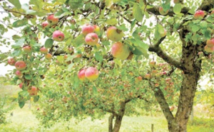 Distribution de plants d'arbres fruitiers aux agriculteurs d'Al Haouz