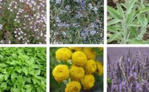 Rencontre à Meknès sur les plantes aromatiques-médicinales