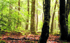 Le Maroc résolument engagé  à protéger  son patrimoine forestier