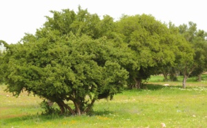 L’arganier du Haut-Atlas, une plante pour la protection de l'environnement et une source de vie pour plusieurs familles