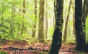 La FAO appelle à combler le fossé entre la foresterie et l'agriculture