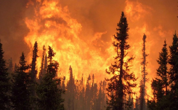 Des incendies ravagent plusieurs forêts au Maroc