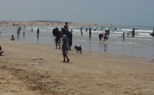 Les dromadaires côtoient les estivants sur la plage d’Essaouira