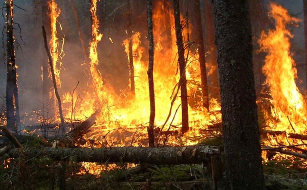 Un total de 270 départs de feu sur une superficie de 1739 ha de forêts depuis le 1er janvier 2016