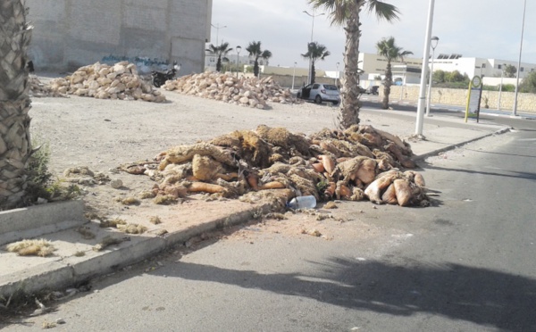 Des pratiques condamnables à l’occasion de l’Aïd à Essaouira