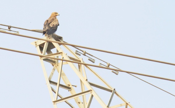 Des rapaces en voie d’extinction pour cause d’électrocution