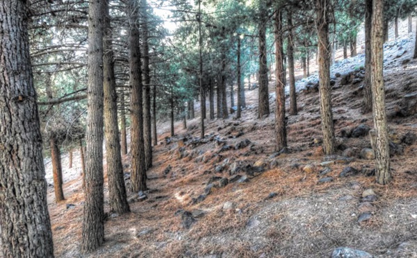 Les pays méditerranéens en conclave à Agadir pour la protection des forêts