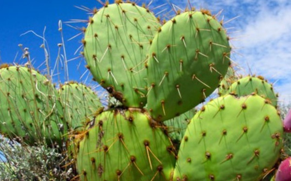 Valorisation du cactus local à Sidi Ifni