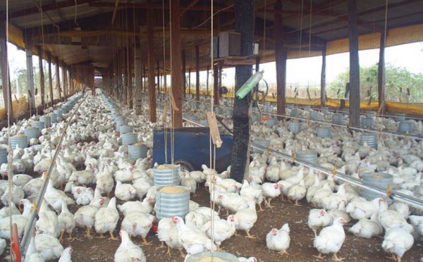 le poulet a un goût plutôt amer. La canicule enflamme les prix de la volaille