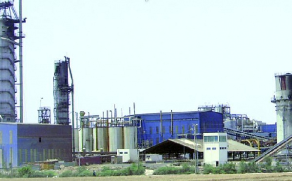 100.000 tonnes de betterave à sucre risquent de pourrir à Sidi Bennour : Grave pénurie de fuel industriel à la Cosumar